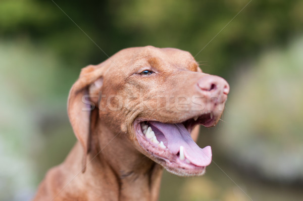 Stok fotoğraf: Mutlu · bakıyor · köpek · atış