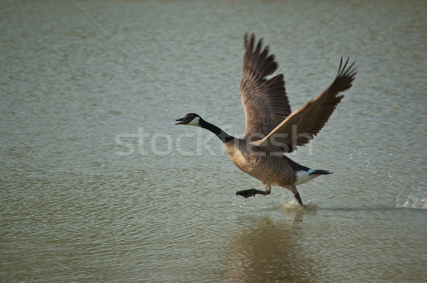 Canada Goose Running Across the Surface of a Pond Stock photo © brianguest