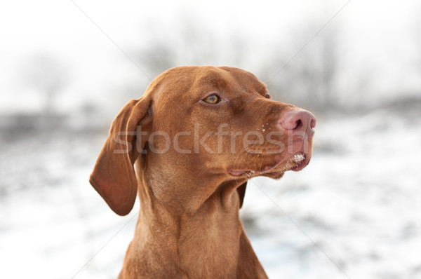 Primer plano retrato perro invierno tiro campo Foto stock © brianguest