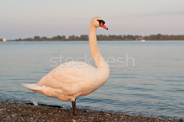 Mute Swan on a Beach in the Evening Stock photo © brianguest