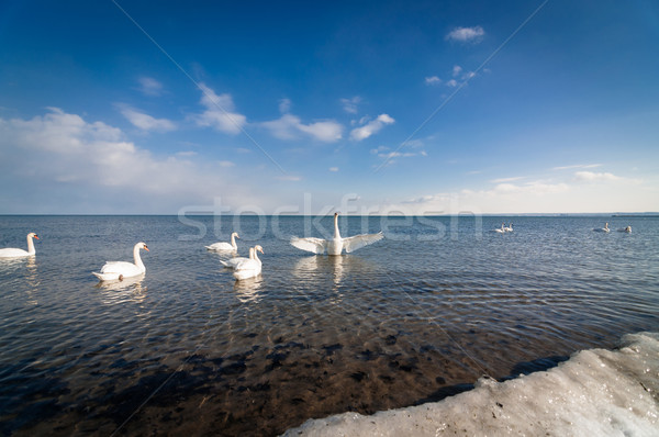 Swans at the Shore in Winter Stock photo © brianguest