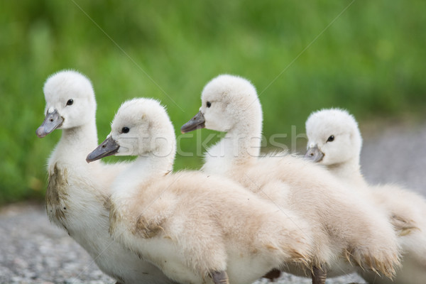 Cuatro silenciar cisne camino jóvenes caminando Foto stock © brianguest
