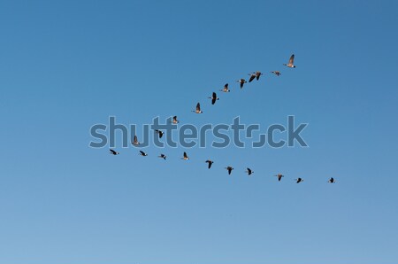 Stockfoto: Canada · ganzen · vlucht · natuur · schoonheid