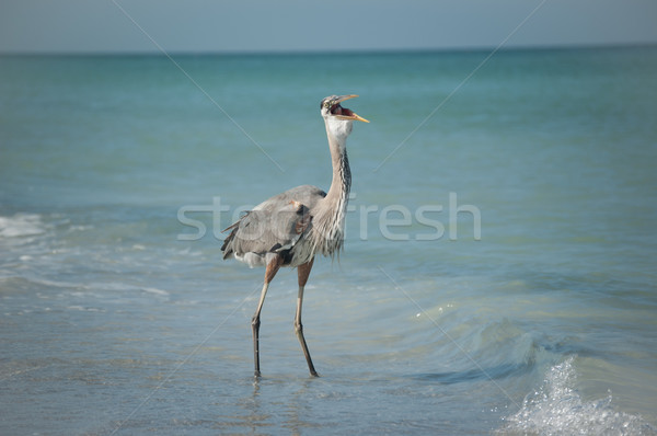 Great Blue Heron Swallowing a Fish on a Gulf Coast Beach Stock photo © brianguest