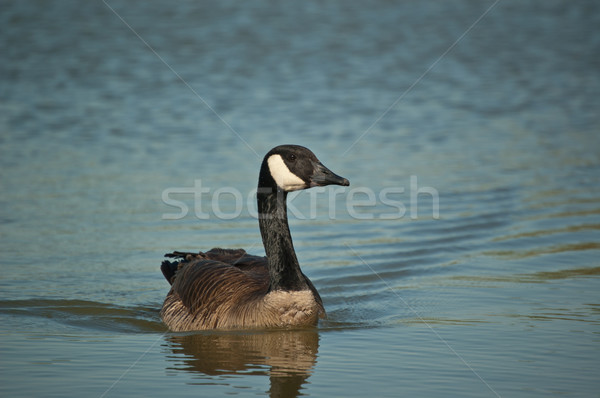 Swimming Canada Goose (Branta canadensis) Stock photo © brianguest