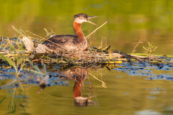 Mate Nest See Ontario Wasser Natur Stock foto © brianguest