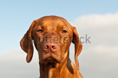 Vizsla Dog (Hungarian Pointer) Closeup Stock photo © brianguest