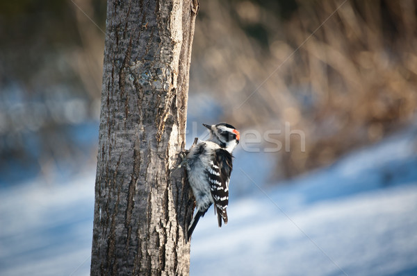 樹 死樹 性質 冬天 動物 橫 商業照片 © brianguest