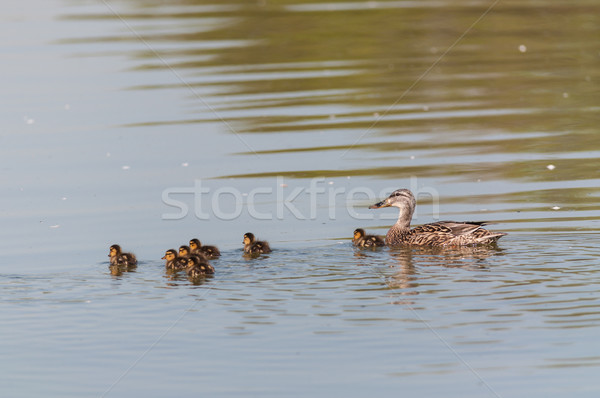 Matka kaczka kobiet staw siedem baby Zdjęcia stock © brianguest