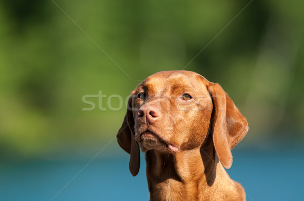 Hund Porträt erschossen blau Stock foto © brianguest
