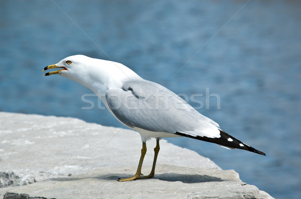 Screeching Ring-billed Gull on a Rock Stock photo © brianguest