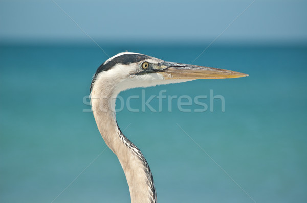 Close-up Profile of a Great Blue Heron at the Ocean Stock photo © brianguest