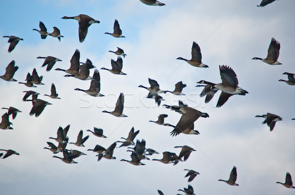 Flock of Canada Geese in Flight Stock photo © brianguest