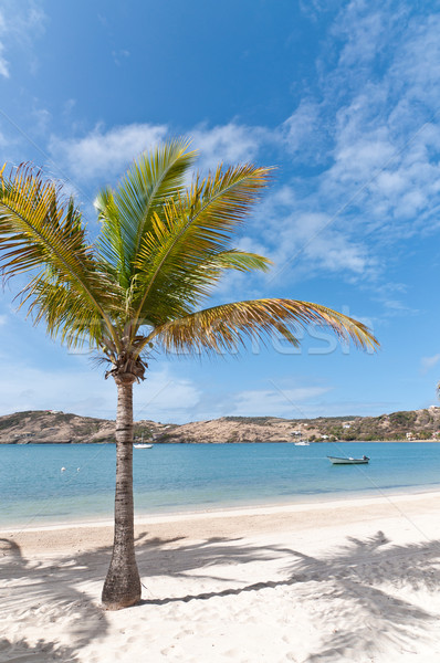 加勒比的 海灘 樹 晴朗 棕櫚 商業照片 © brianguest