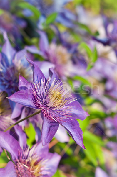 Púrpura flores primer plano flor atención selectiva belleza Foto stock © brianguest