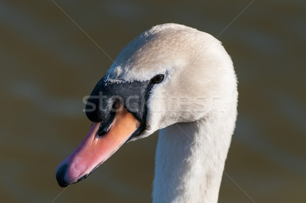 Silenziare Swan stagno testa collo acqua Foto d'archivio © brianguest
