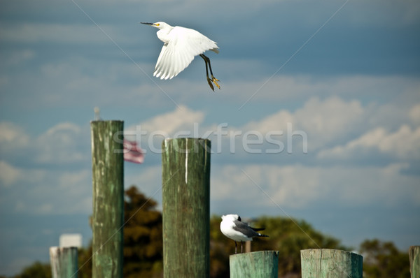 Snowy Egret Take-off from Florida Pier Stock photo © brianguest