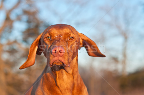 Cão retrato inverno tiro feminino Foto stock © brianguest