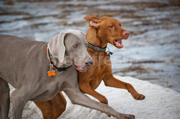 Two Dogs Running in Winter Stock photo © brianguest