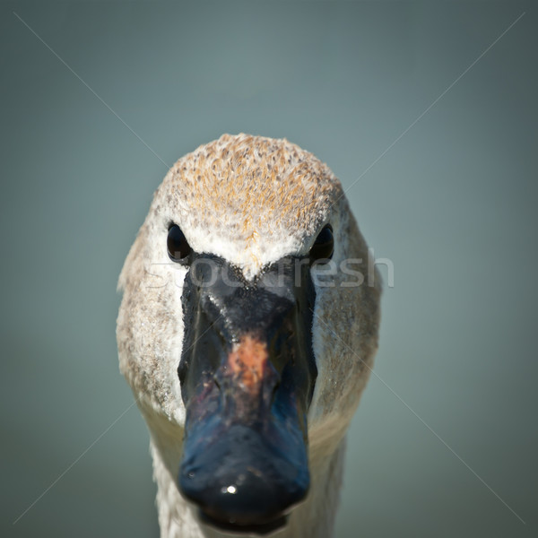 Trumpeter Swan Extreme Closeup Stock photo © brianguest