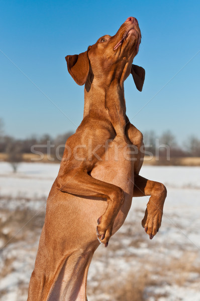 Springen up Winter Hund Schnee Stock foto © brianguest