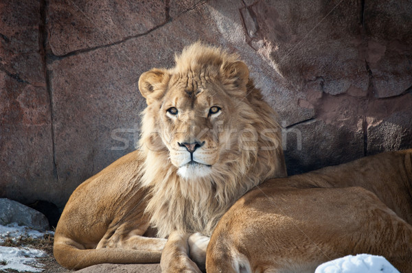 Lions in a Zoo Stock photo © brianguest