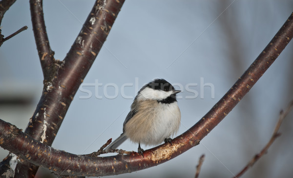 Black-capped Chickadee Perched on a Branch Stock photo © brianguest