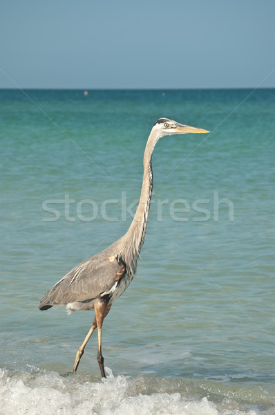 藍色 蒼鷺 海灣 濱 海灘 商業照片 © brianguest