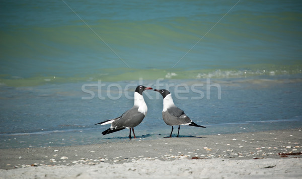 Gülme Florida plaj çift üreme tüyler Stok fotoğraf © brianguest