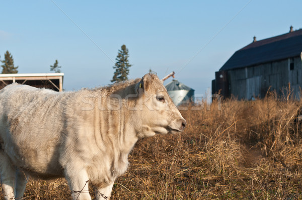 White Cow in a Field Stock photo © brianguest