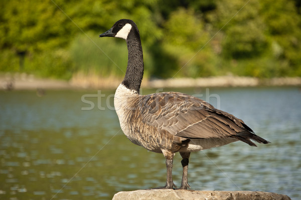 Canada Goose Standing on a Rock Stock photo © brianguest