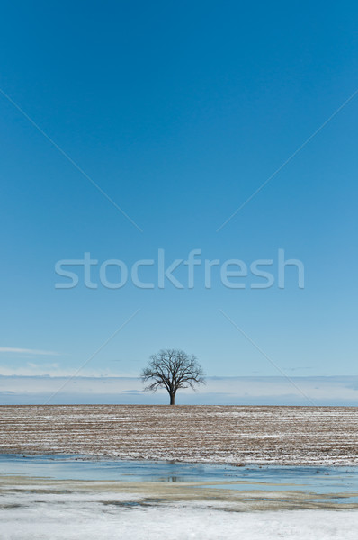 Egyedüli fa tél mező kék ég farm Stock fotó © brianguest