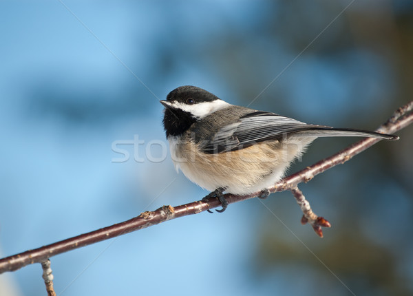 Black-capped Chickadee on a Branch Stock photo © brianguest