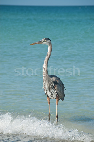 藍色 蒼鷺 佛羅里達 海灘 藍天 商業照片 © brianguest