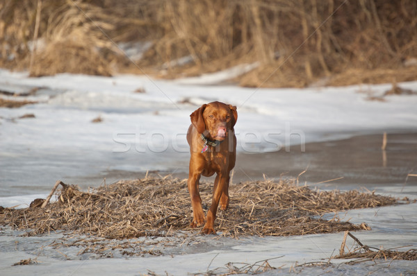 Psa zimą dziedzinie zamrożone zwierzęta domowych Zdjęcia stock © brianguest