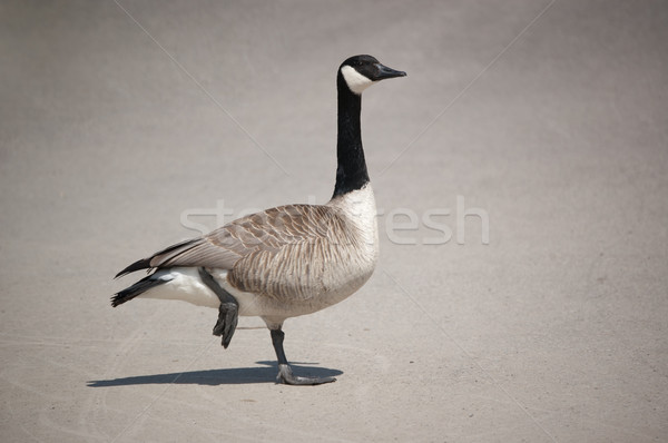 Canada Goose Standing on One Leg Stock photo © brianguest