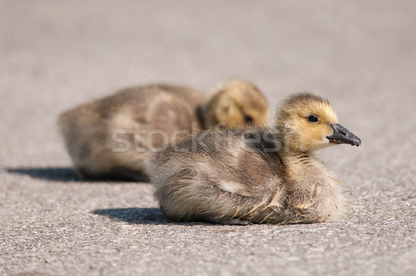Two Canada Goose (branta canadensis) Goslings on a Path Stock photo © brianguest