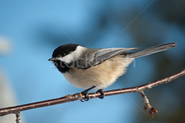 Chickadee Perching on a Branch Stock photo © brianguest