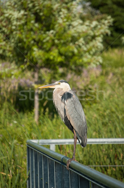 Great Blue Heron Perched on Metal Handrail Stock photo © brianguest