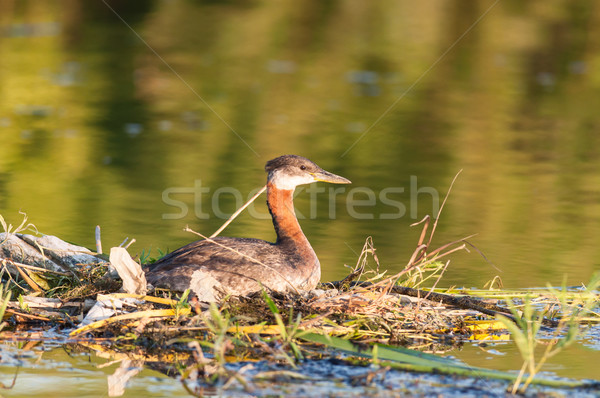  Nesting Red-necked Grebe (Podiceps grisegena). Stock photo © brianguest