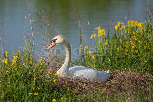 Silenziare Swan femminile uova nido accanto Foto d'archivio © brianguest