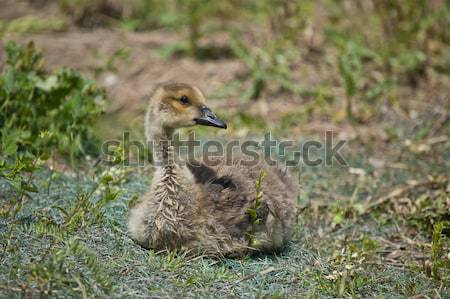 Two Canada Goslings on a Path Stock photo © brianguest