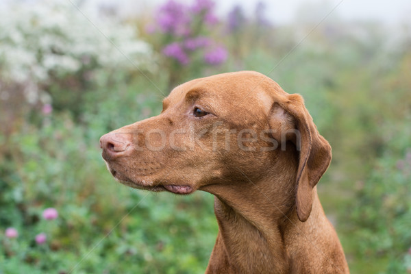 Húngaro cão campo feminino ao ar livre Foto stock © brianguest