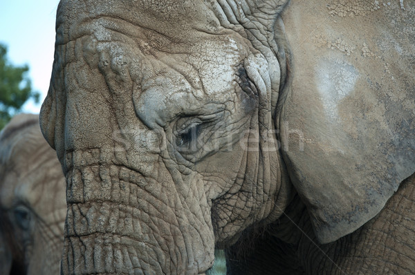Stockfoto: Afrikaanse · shot · afrikaanse · olifant · tweede · een