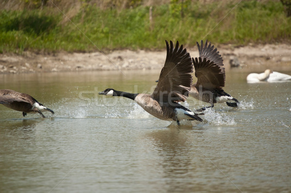Canada Geese Taking Off from a Pond Stock photo © brianguest