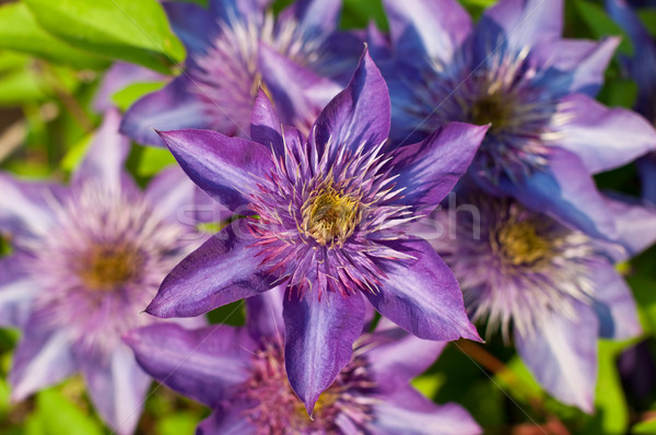 Foto stock: Púrpura · flores · primer · plano · flor · atención · selectiva · belleza