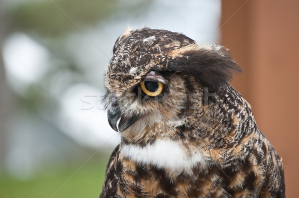 Great Horned Owl in Profile Stock photo © brianguest