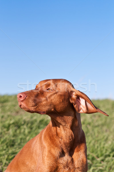 Profile Portrait of a Sunlit Vizsla Dog with Blue Sky Stock photo © brianguest