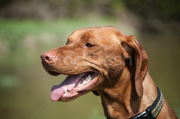 Boldog magyar kutya portré közelkép néz Stock fotó © brianguest
