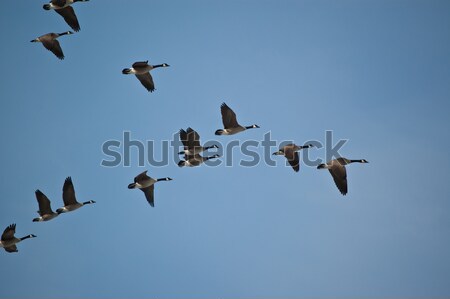 Canadá gansos vôo natureza beleza Foto stock © brianguest